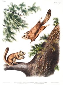John James Audubon - Severn River Flying Squirrel | Джон Джеймс Одюбон
