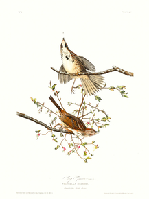John James Audubon - Song Sparrow | Джон Джеймс Одюбон