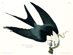 John James Audubon - Swallow-tailed Hawk | Джон Джеймс Одюбон John James Audubon - Swallow-tailed Hawk | Джон Джеймс Одюбон