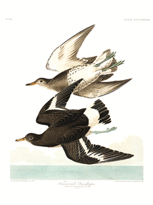 John James Audubon - Townsend's Sandpiper | Джон Джеймс Одюбон