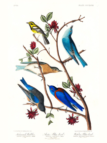 John James Audubon - Townsend's Warbler | Джон Джеймс Одюбон