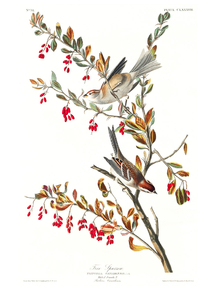 John James Audubon - Tree Sparrow | Джон Джеймс Одюбон John James Audubon - Tree Sparrow | Джон Джеймс Одюбон