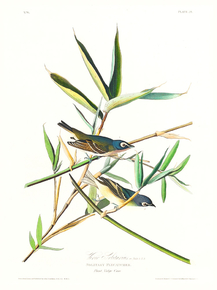 John James Audubon - Vireo Solitarius | Джон Джеймс Одюбон