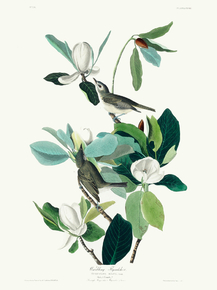 John James Audubon - Warbling Flycatcher | Джон Джеймс Одюбон