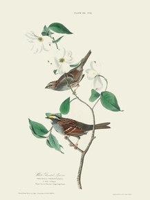 John James Audubon - White throated Sparrow | Джон Джеймс Одюбон