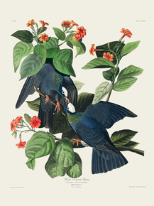 John James Audubon - White-crowned Pigeon | Джон Джеймс Одюбон