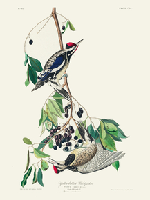 John James Audubon - Yellow bellied Woodpecker | Джон Джеймс Одюбон John James Audubon - Yellow bellied Woodpecker | Джон Джеймс Одюбон