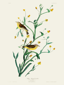 John James Audubon - Yellow Red-poll Warbler | Джон Джеймс Одюбон
