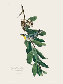 John James Audubon - Yellow Throated Warbler | Джон Джеймс Одюбон