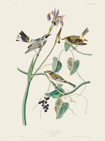 John James Audubon - Yellow-crown Warbler | Джон Джеймс Одюбон