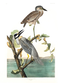 John James Audubon - Yellow-Crowned Heron | Джон Джеймс Одюбон
