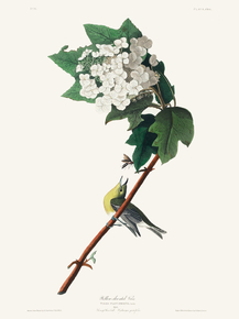John James Audubon - Yellow-throated Vireo | Джон Джеймс Одюбон