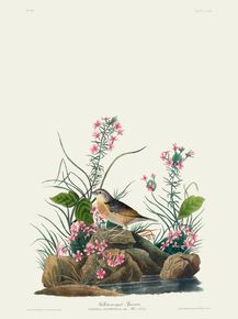 John James Audubon - Yellow-winged Sparrow | Джон Джеймс Одюбон