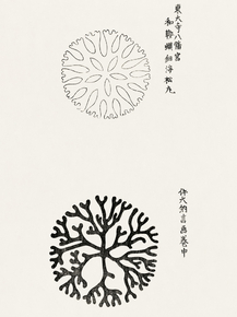Yatsuo no Tsubaki