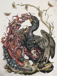 Lauren Marx - Phalacrocorax auritus