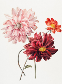 Willem Hekking - Dahlias | Виллем Эккинг - Георгины Willem Hekking - Dahlias | Виллем Эккинг - Георгины