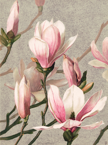 Magnolia, 1886 | Магнолия