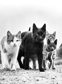 Кошачья банда