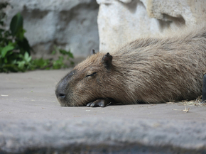 Капибара