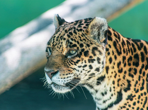 Ягуар