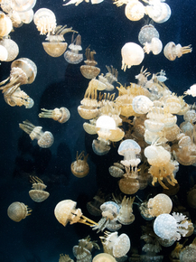 Carol M. Highsmith | Кэрол М. Хигсмит - Медузы в The Monterey Bay Aquarium