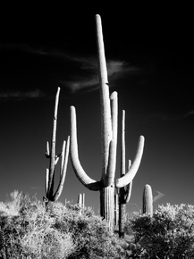 Carol M. Highsmith | Кэрол М. Хигсмит - Saguaro Cactus недалеко от Тусона, Аризона