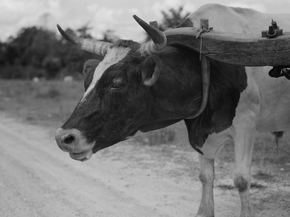 Dorothea Lange | Доротея Ланж - Упряжка быка перевозила древесину