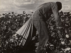 Dorothea Lange | Доротея Ланж - Ступ-лейборист на Хлопковом поле, Калифорния