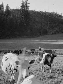 Dorothea Lange | Доротея Ланж - Коровы