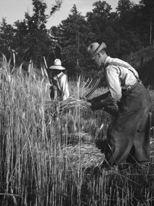Dorothea Lange | Доротея Ланж - Выращивание пшеницы недалеко от Кристианбурга, Вирджиния.