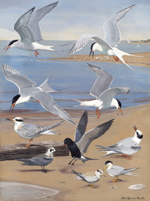 Artic Tern, Roseate Tern, Forster's Tern, Common Tern, Black Tern, Least Tern