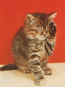 Cat with a paw up to its closed eyes