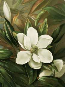 Magnolia grandiflora by Ellen Thayer Fisher