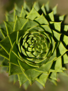 Succulent | Суккулент Succulent | Суккулент