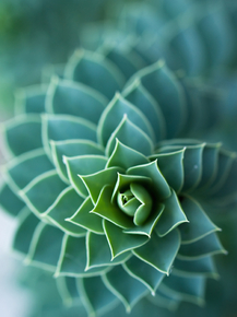Succulent | Суккулент