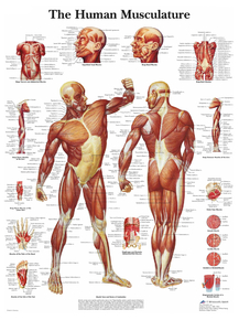 The Human Musculature | Мускулатура человека