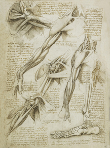 Leonardo Da Vinci | Леонардо да Винчи - Анатомические Зарисовки Leonardo Da Vinci | Леонардо да Винчи - Анатомические Зарисовки