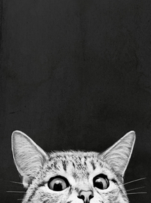 Кошки