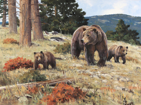 Медвежья семья