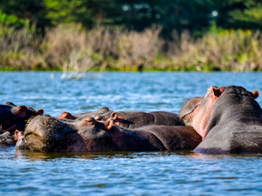 Бегемот