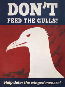 Dont,t redd the Gulls!