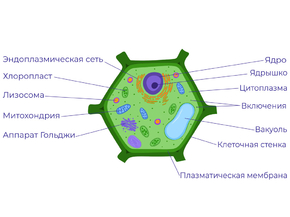 Растительная Клетка