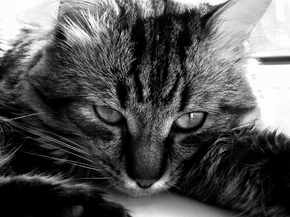Кошка