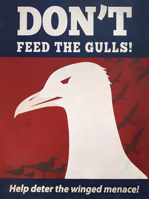 Don't Feed the Gulls!