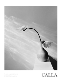 Calla