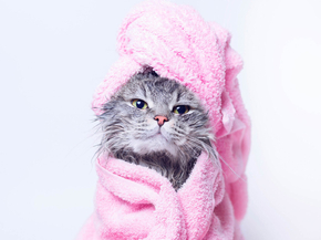 Кошки