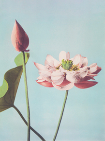 Огава Кадзумаса - Lotus Flowers