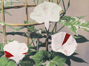 Огава Кадзумаса - Striped Bindweed Flowers