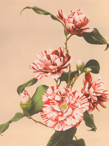 Огава Кадзумаса - Striped Camellias