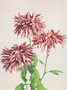 Огава Кадзумаса - Three Pink Chrysanthemum